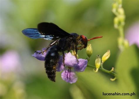 types of bees in philippines|The Bees and a Vegetable Garden in the Philippines.